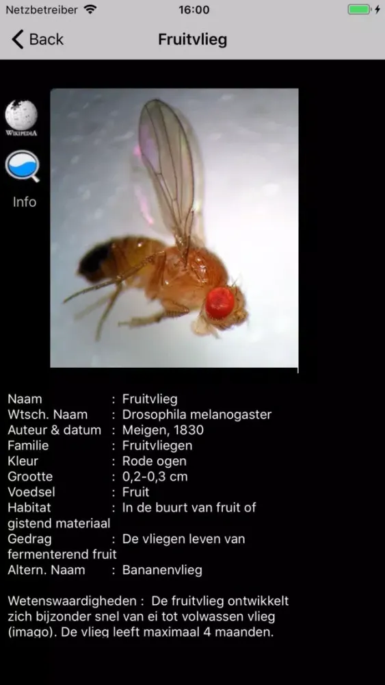 Скриншоты Insecten