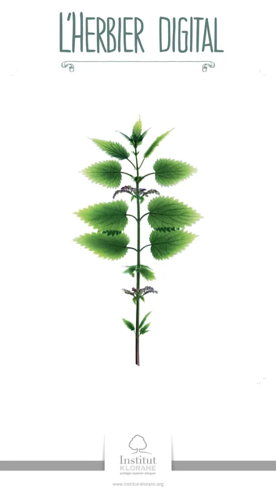 Скриншоты Digital Herbarium