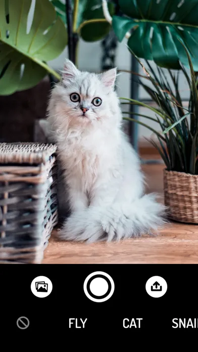 How do Animals see? - Camera স্ক্রিনশট
