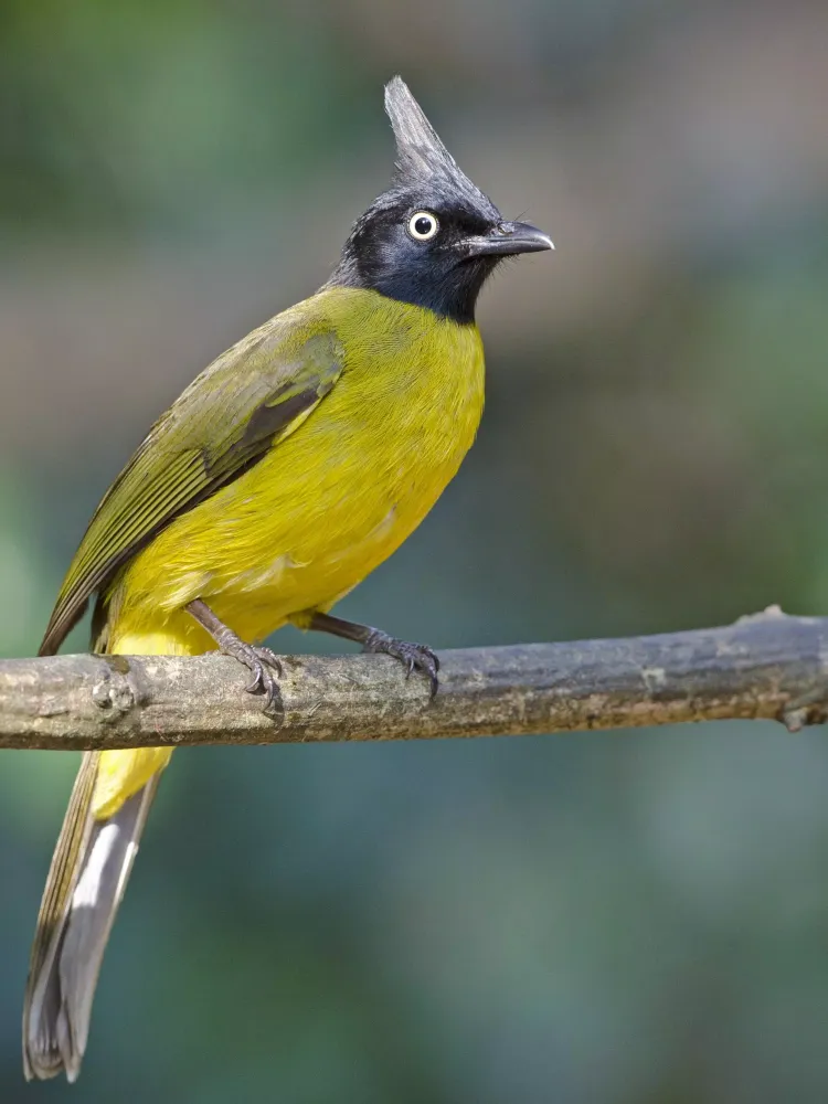 Bulbul bird sounds স্ক্রিনশট
