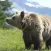 Bear Sounds