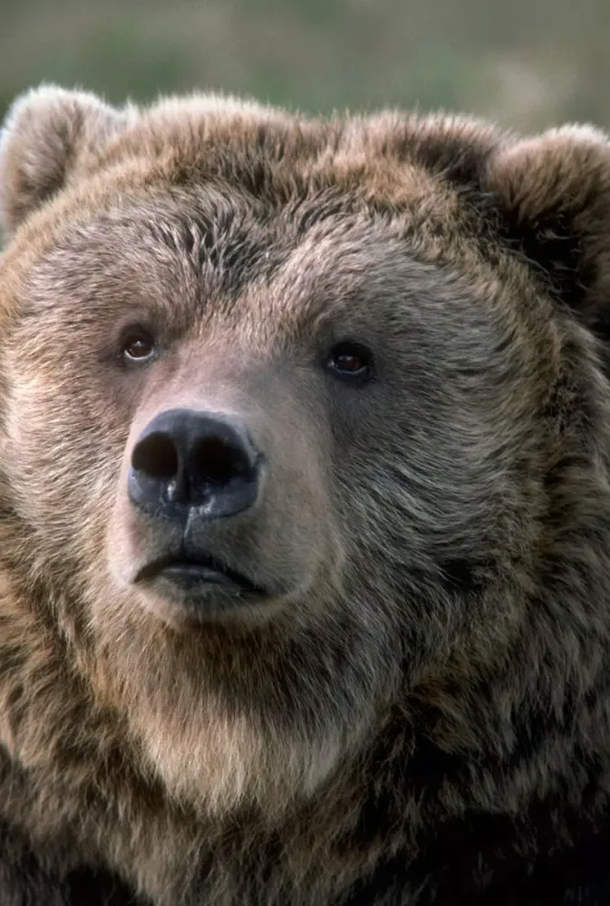 Скриншоты Bear Sounds