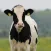 Cow Sounds