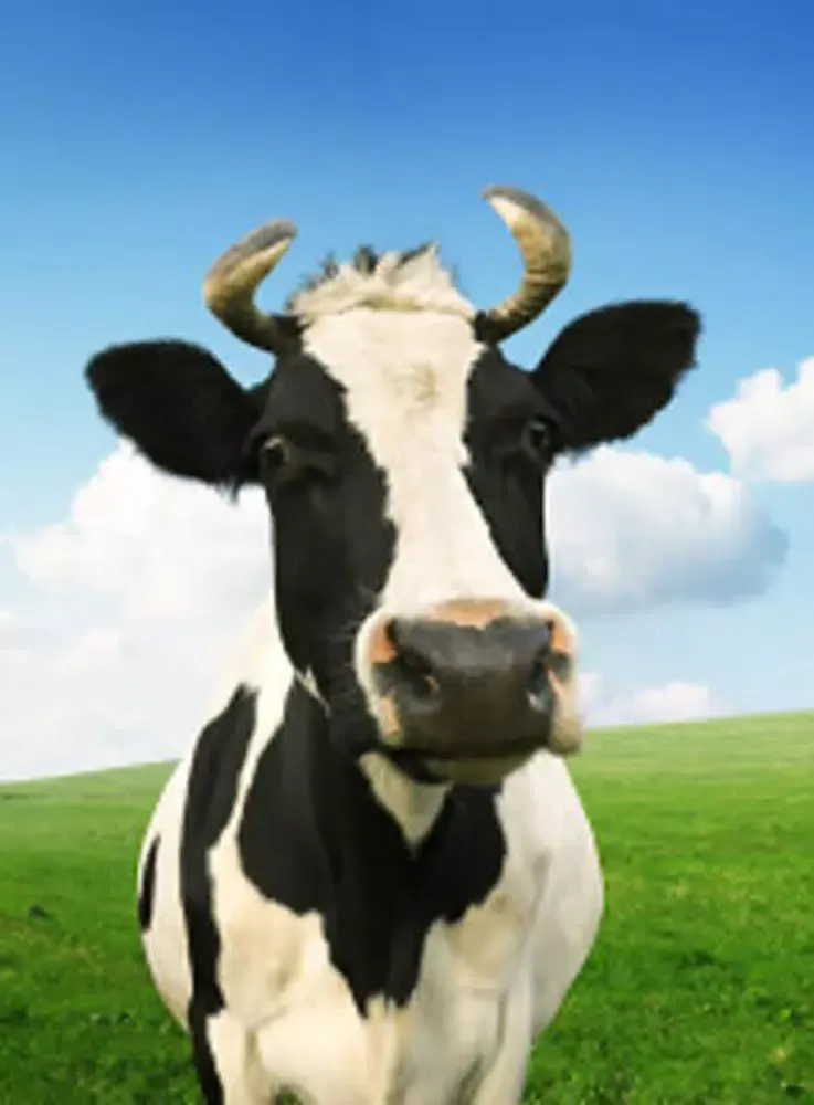 Capturas de pantalla de Cow Sounds