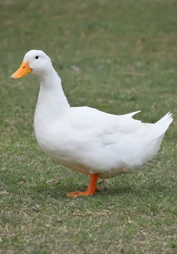 Ảnh chụp màn hình của Duck Sounds