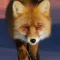 Fox sounds