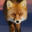 Fox sounds Fox sounds