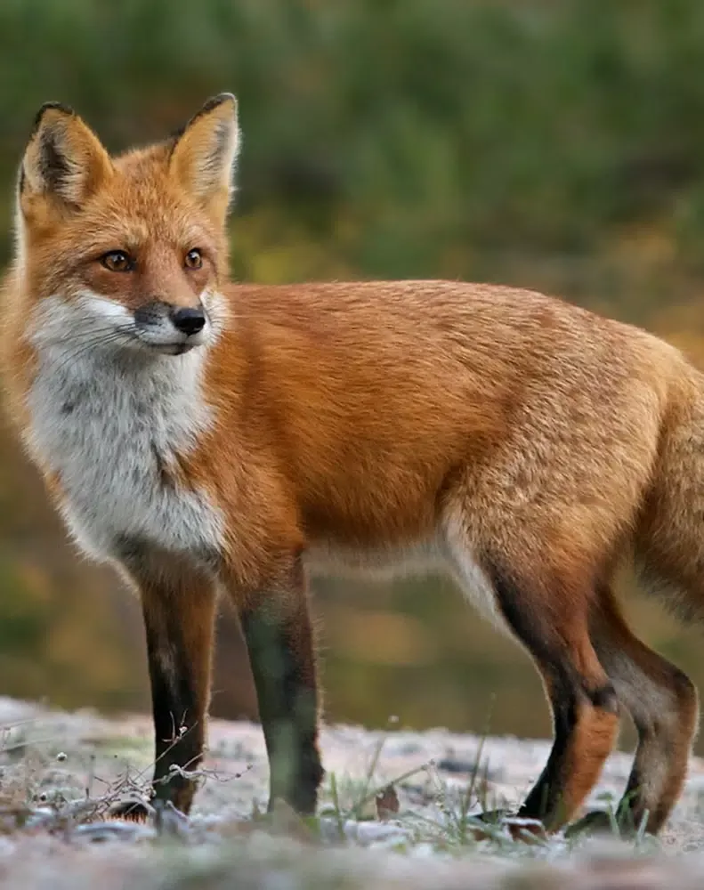 Screenshot di Fox sounds
