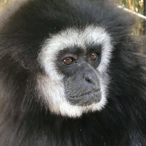 Gibbon Monkey Sounds Gibbon Monkey Sounds