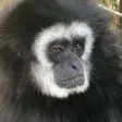Gibbon Monkey Sounds