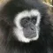 Gibbon Monkey Sounds