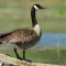 Goose Sounds