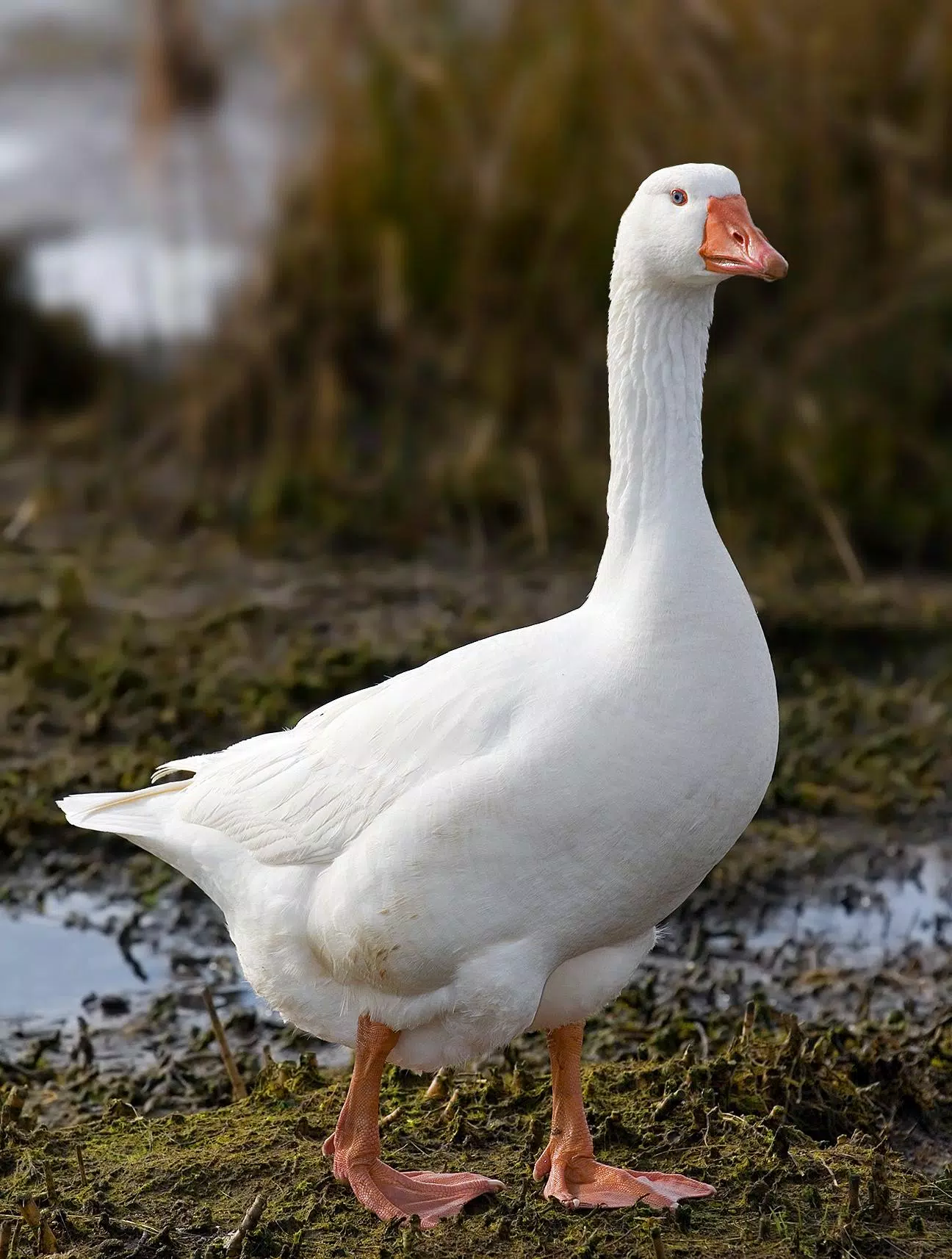 Goose Sounds Screenshots