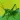 Grasshopper sounds