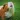 Guinea Pig Sounds
