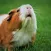 Guinea Pig Sounds