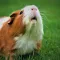 Guinea Pig Sounds