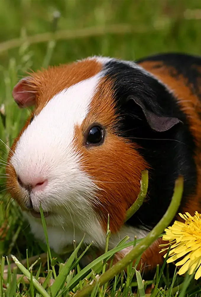 Guinea Pig Sounds स्क्रीनशॉट