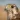 Hawk Sounds
