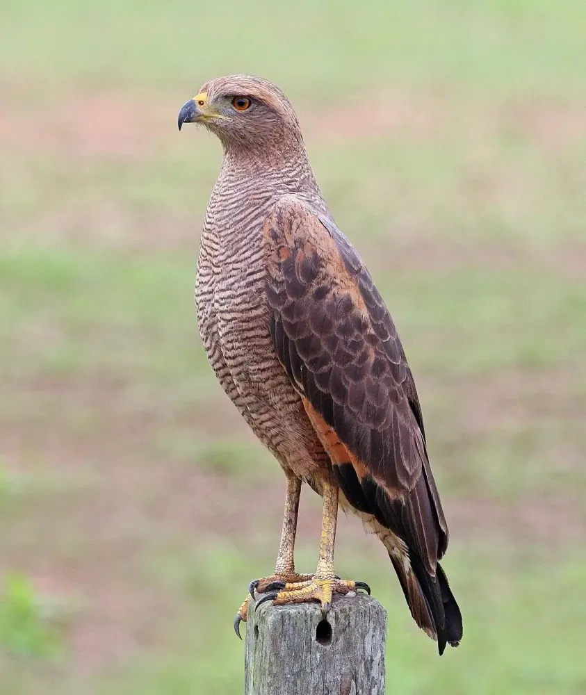 Tangkapan layar Hawk Sounds