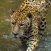 Jaguar Sounds