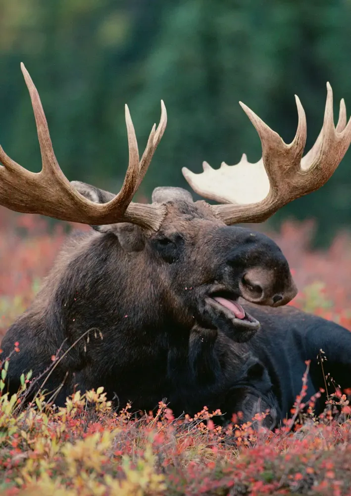 Moose Sounds Screenshots