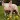 Pig Sounds