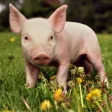 Pig Sounds Pig Sounds