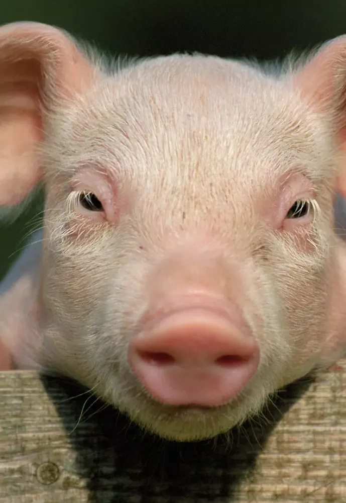 Pig Sounds Screenshots