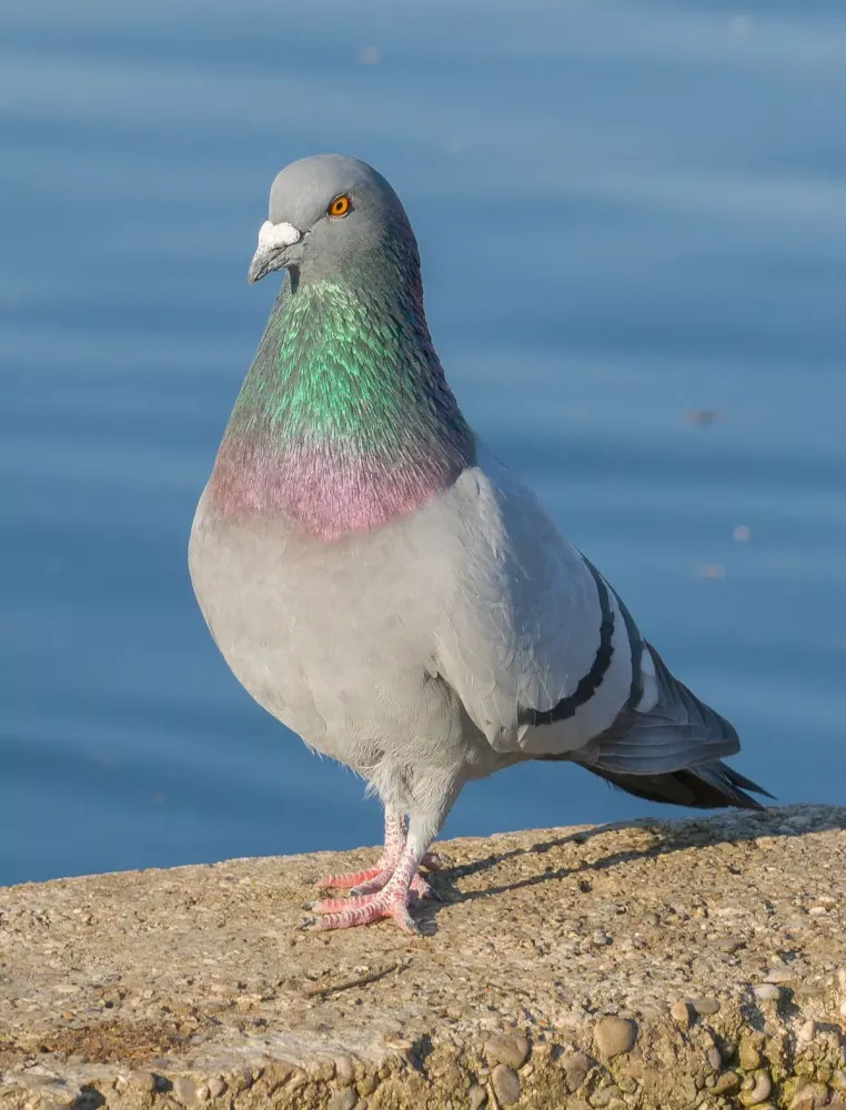 Pigeon Sounds应用截图