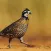 Quail sounds