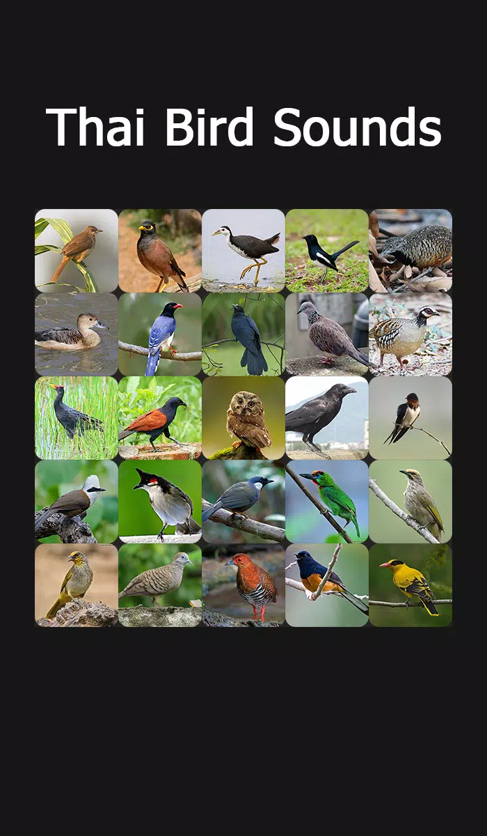 Thai Bird Sounds Screenshots