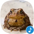 Toad Sounds