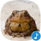 Toad Sounds