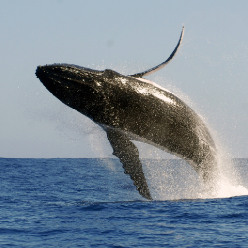 Whale Sounds Whale Sounds