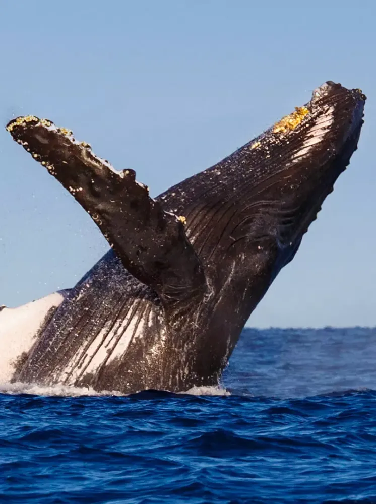 Whale Sounds スクリーンショット