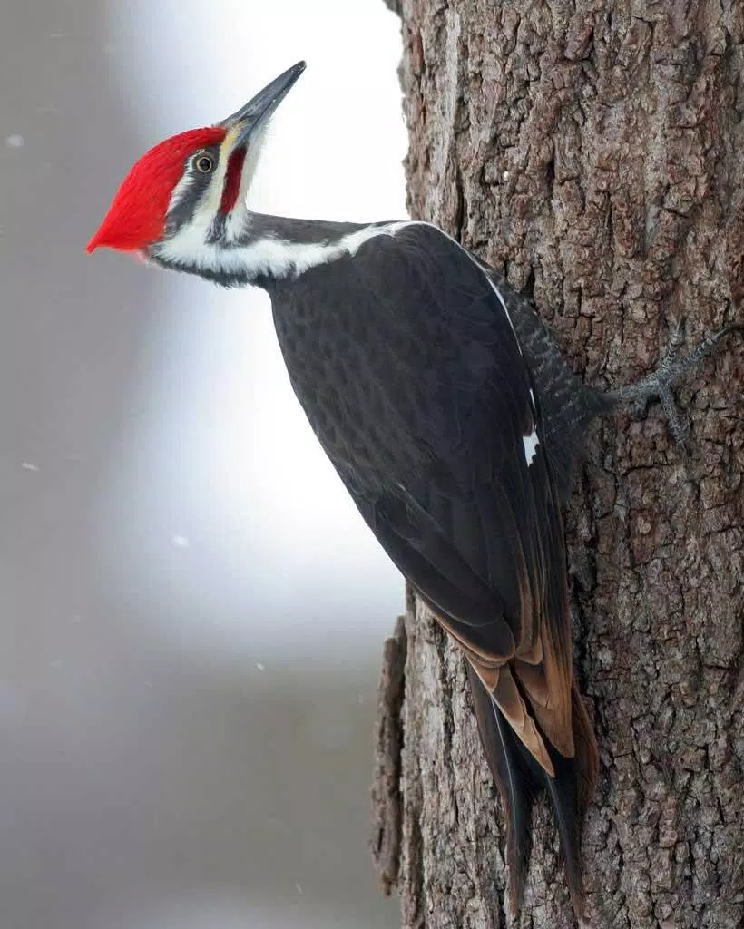 Woodpecker bird sounds Screenshots