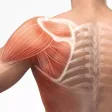 Anatomy Master
