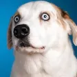 Good Dogs! Good Dogs!