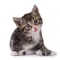 Sticker Cats
