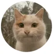 Stupid cats Stickers