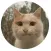 Stupid cats Stickers