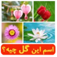 اسم این گل چیه؟