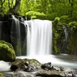 Relax Forest