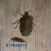 Bytesects Real insects ants smasher game and screen saver kids game