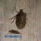 Bytesects Real insects ants smasher game and screen saver kids game