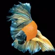 Flashy Fish: Design Evolution Flashy Fish: Design Evolution