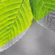 Convert Color To Gray Unity kMT