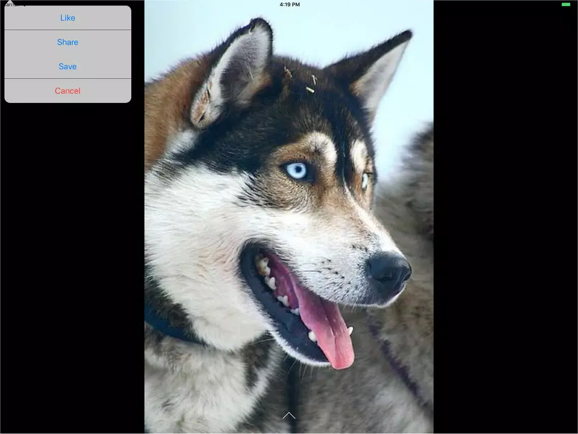 Dogs Lovers : dogs breeds iPad  スクリーンショット