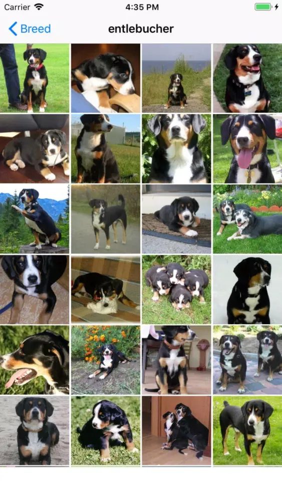 Dogs Lovers : dogs breeds スクリーンショット